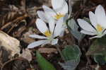 Bloodroot